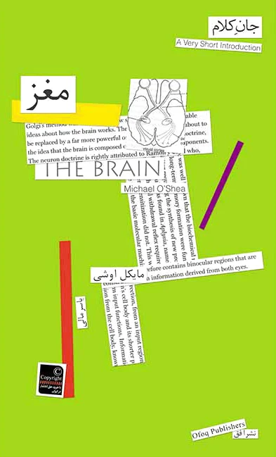 مغز