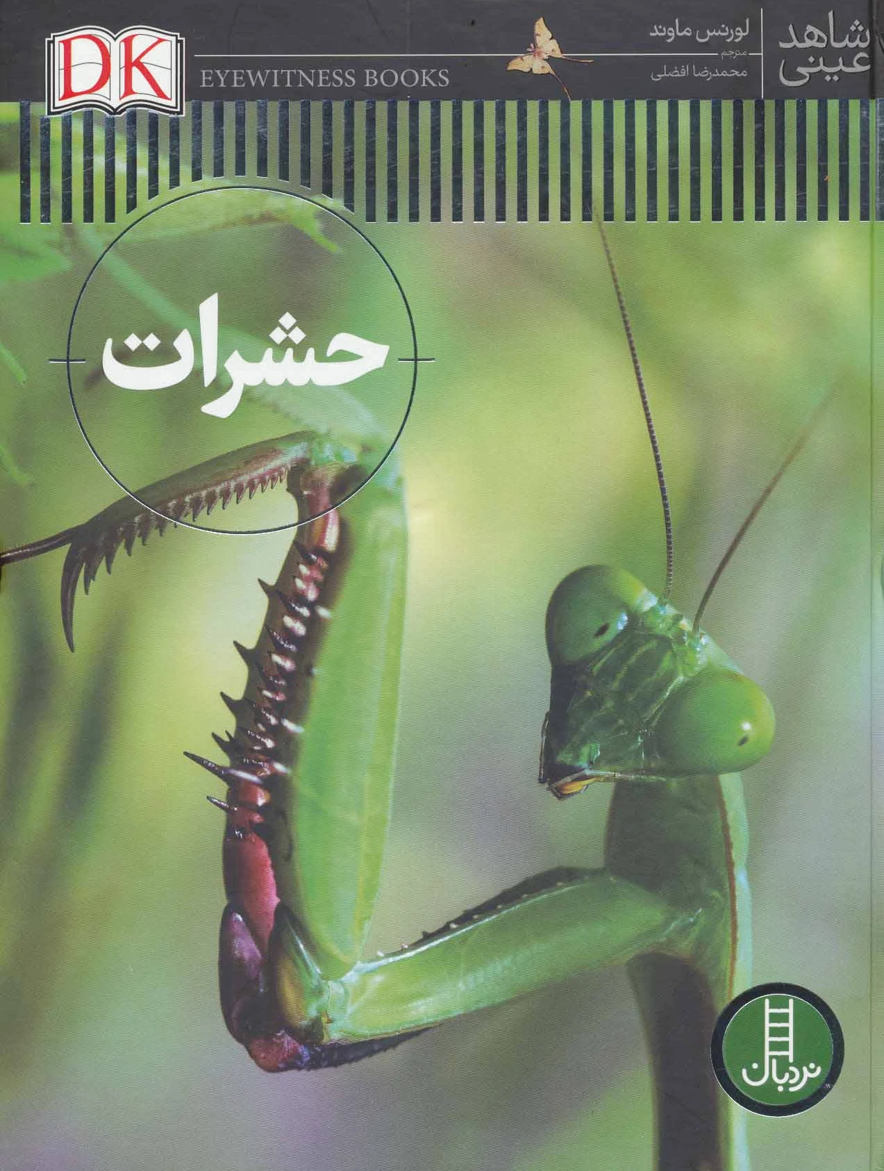 حشرات