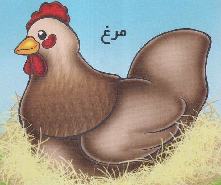مرغ