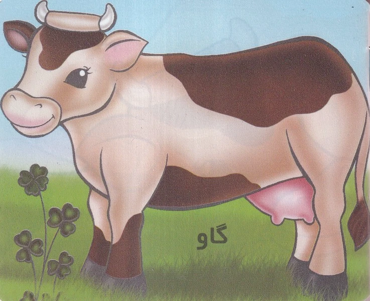 گاو