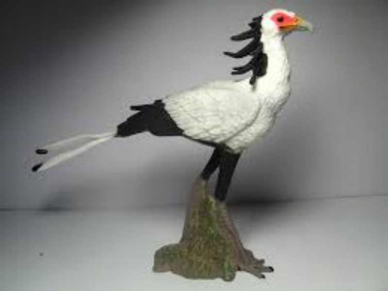مرغ دبیر 88796
