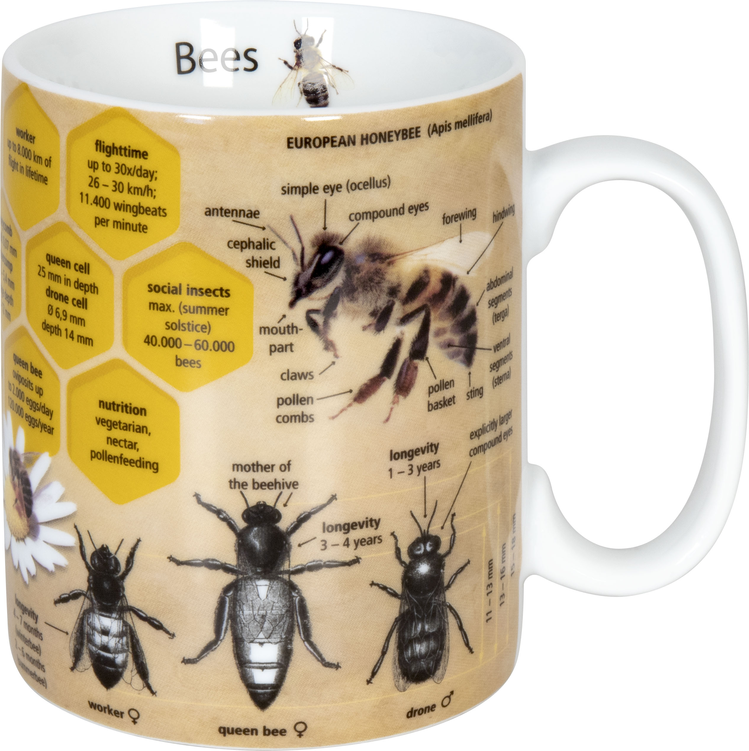 Mug european honeybee (کد 8566)