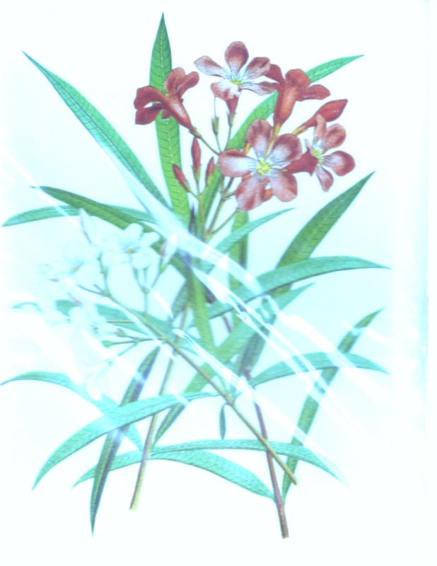 کارت‌پستال HN 36