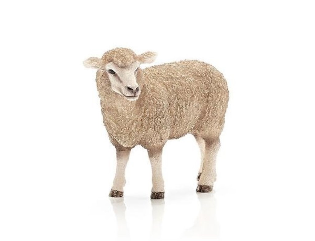 Sheep 13743