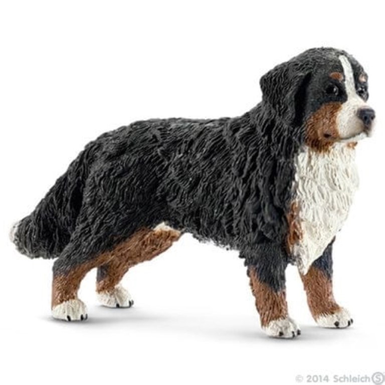 Bernese Mountain Dog Female 16397