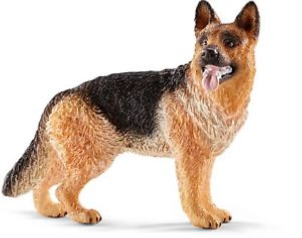 German Shepherd 16831