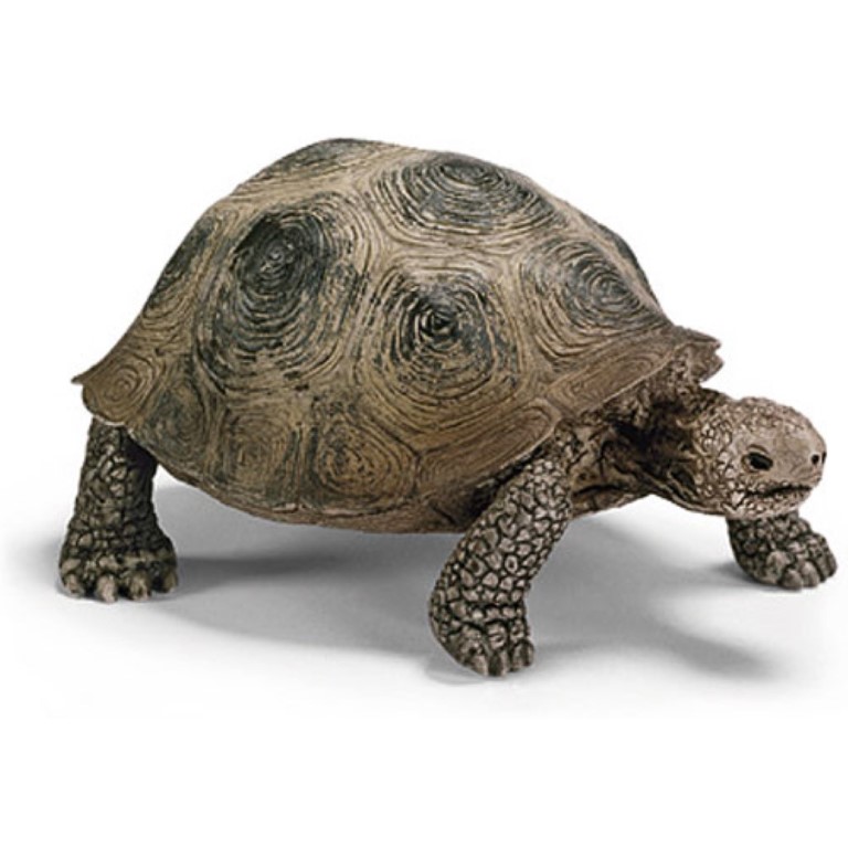 Giant Tortoise 14601