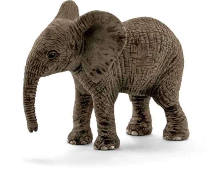 African Elephant calf 14763