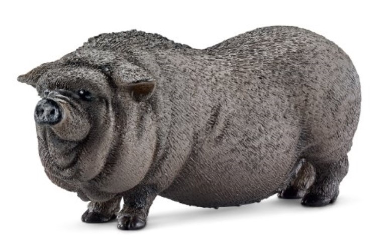 Pot bellied Pig 13747