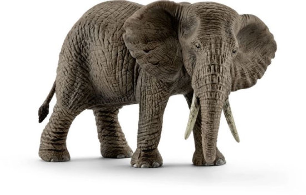 African Elephant Female 14761