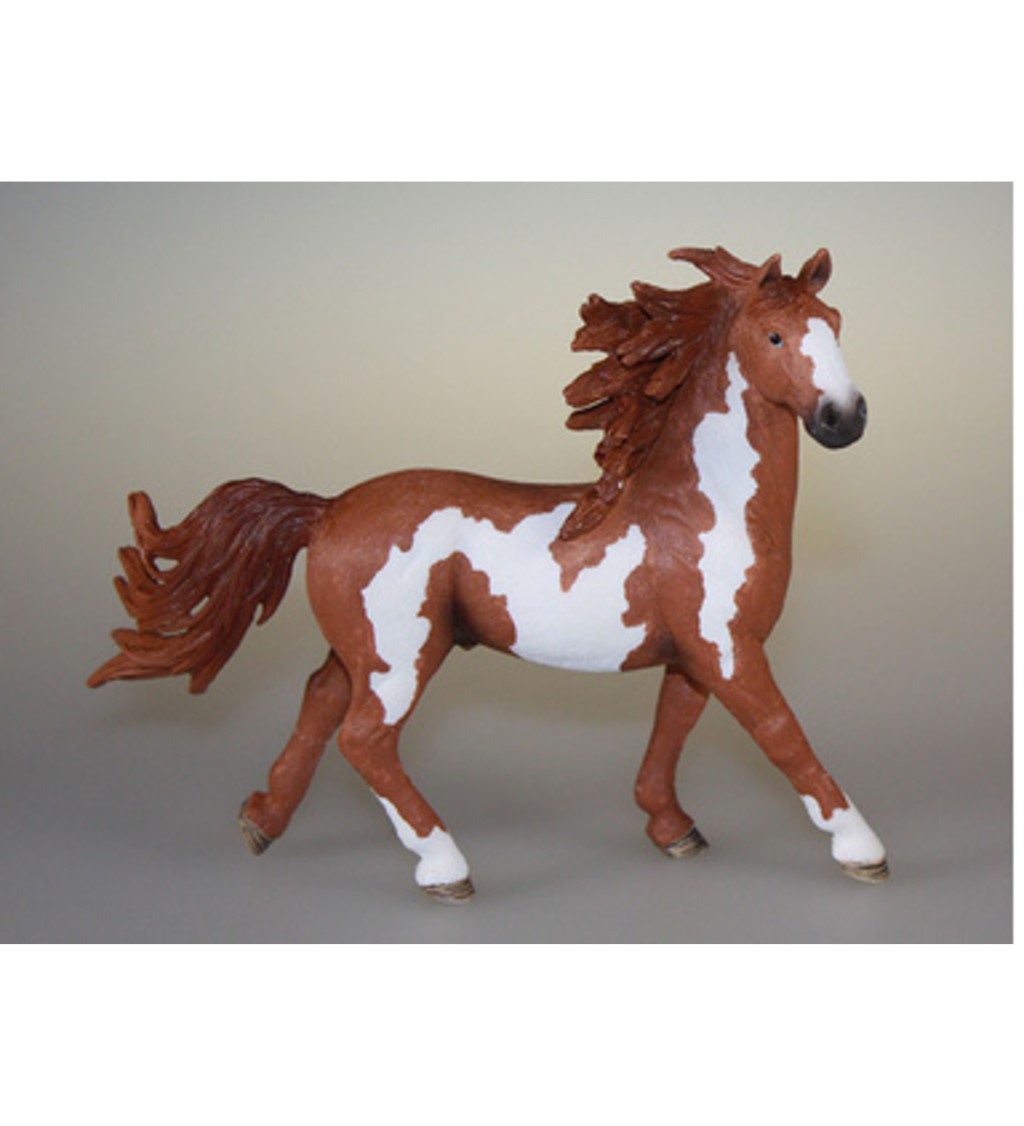 Pinto Stallion 13794