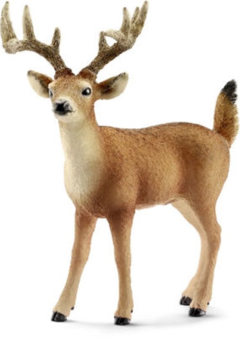 White Tailed Buck 14709