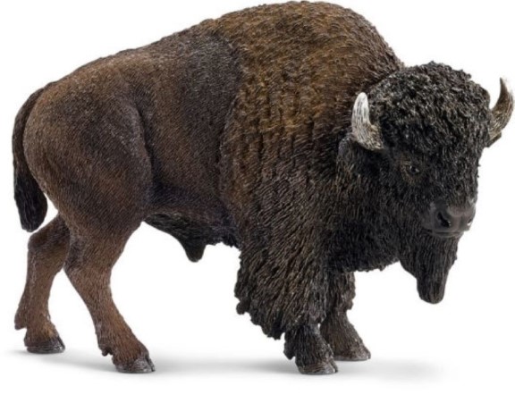 American Bison 14714