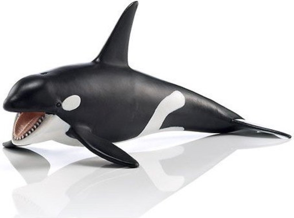 Killer Whale 14697