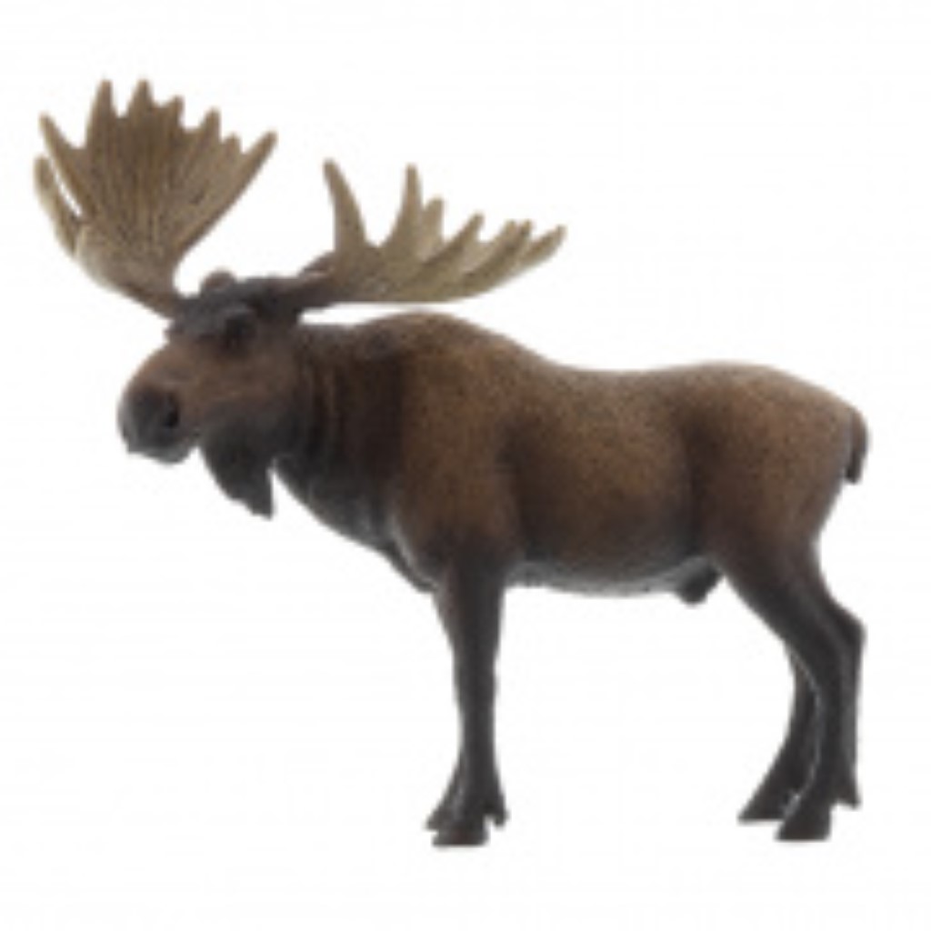 Moose Bull 14781