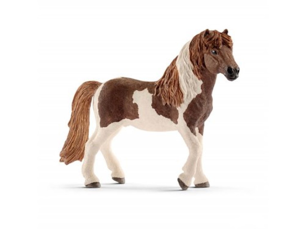 Icelandic Pony Stallion 13815