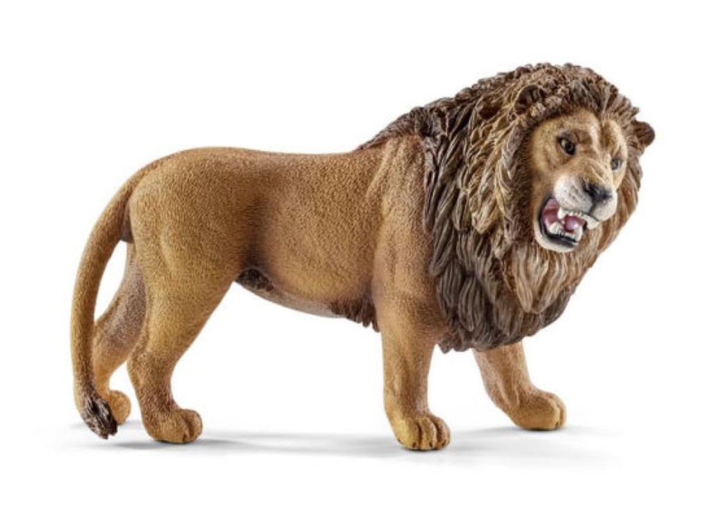 Lion Roaring 14726