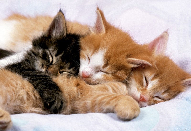 پازل 17087 Kittens
