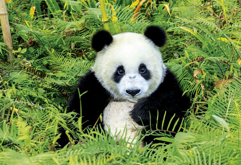 پازل 17082 Panda bear