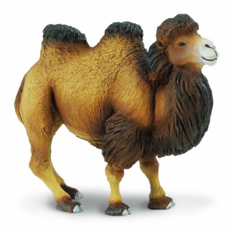 شتر 290929