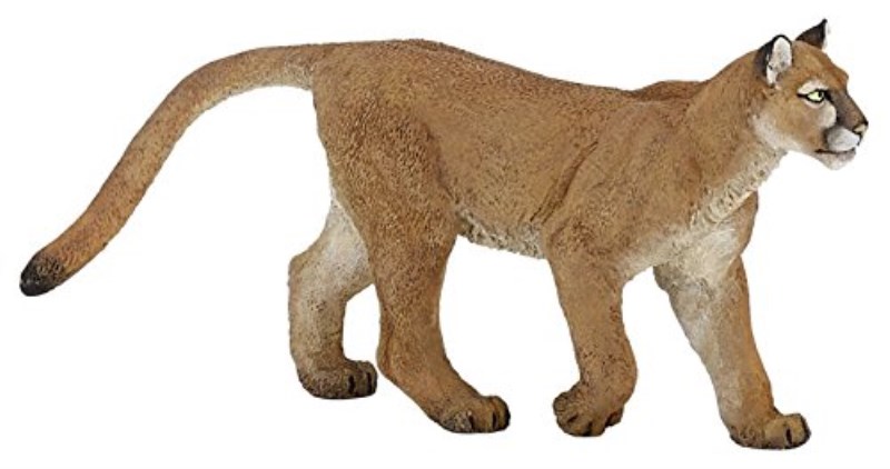 شیر کوهی 291829