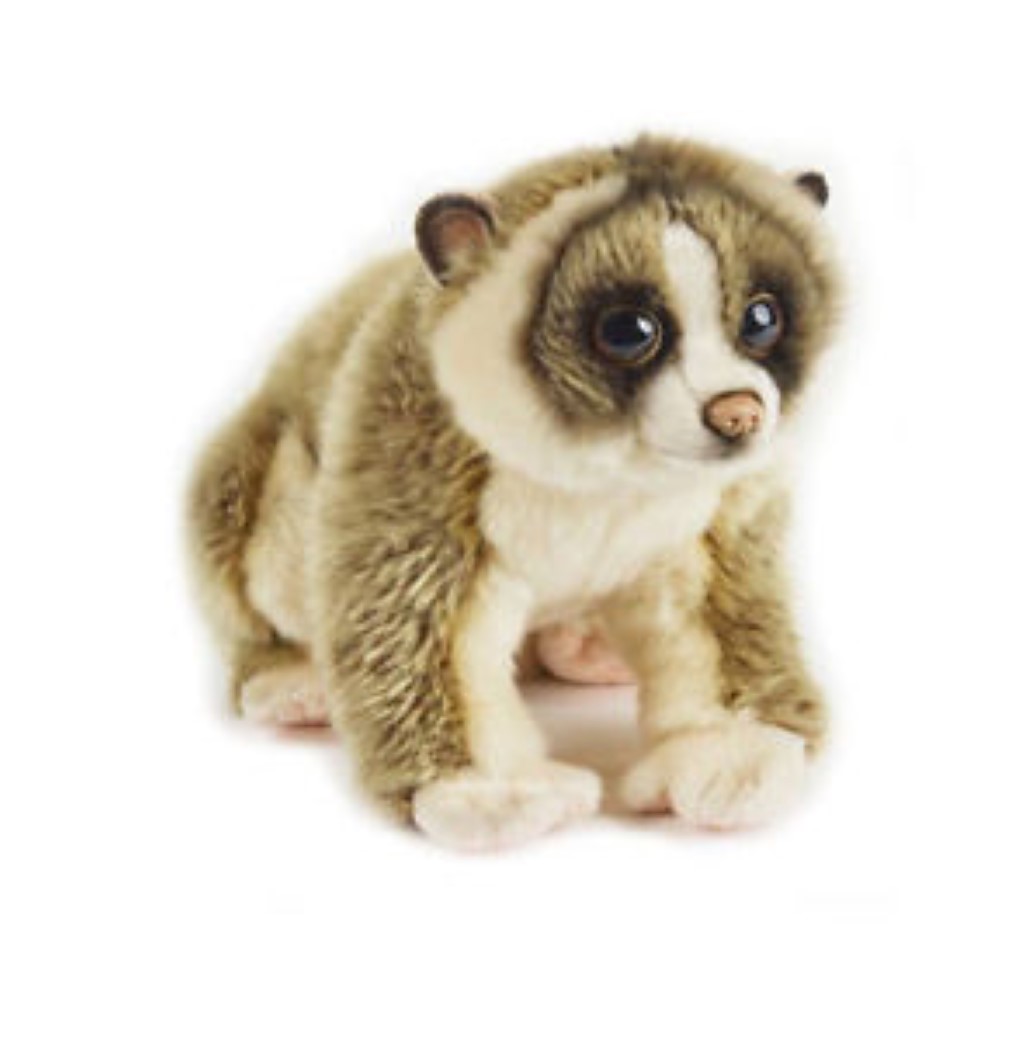 Slow Loris 770799