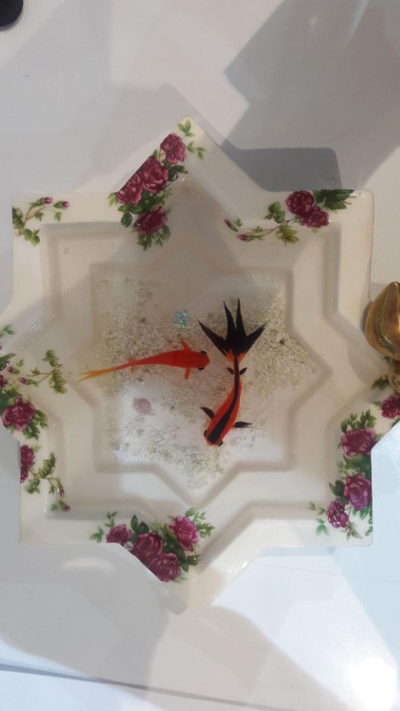 حوض گل سرخی