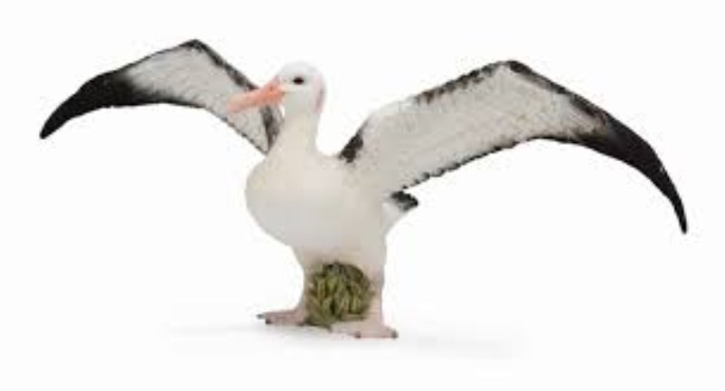 آلباتروس سرگردان 88765