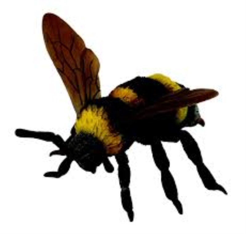 زنبور عسل 88499