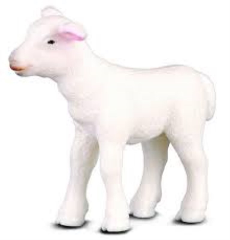 بره ایستاده 88009