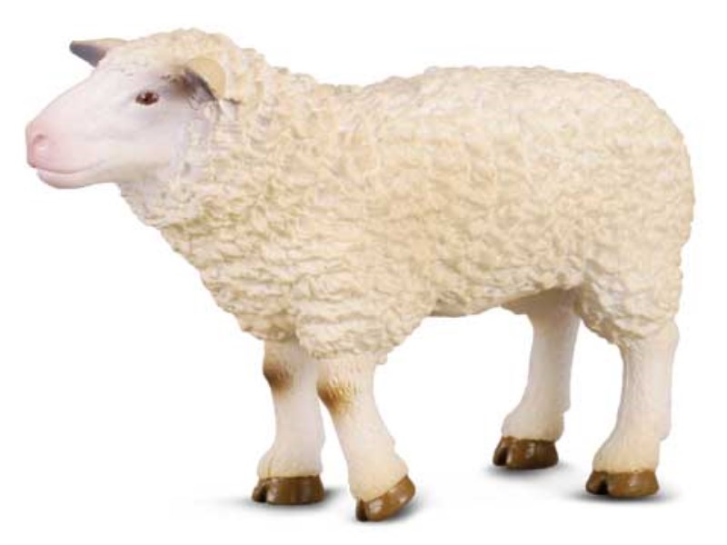 گوسفند 88008