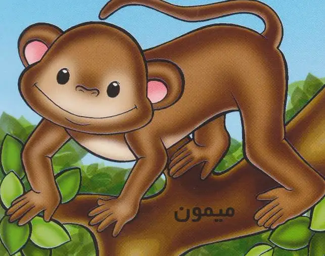 میمون