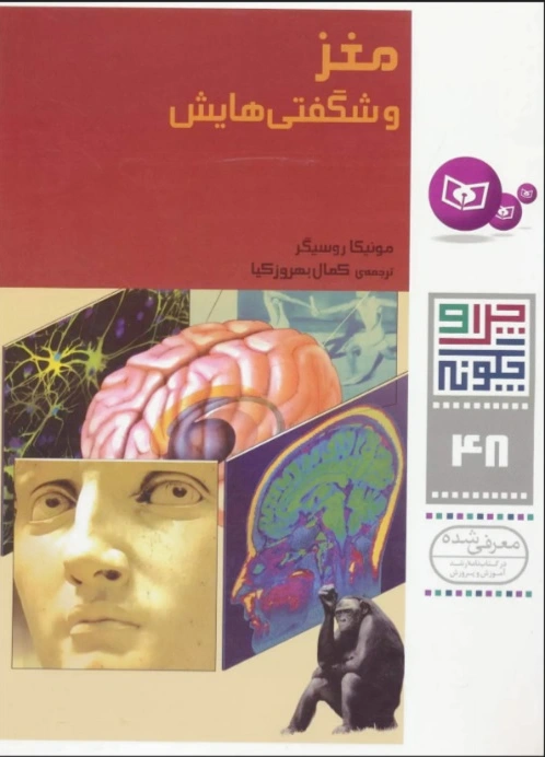 مغز و شگفتی هایش