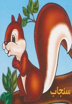 سنجاب